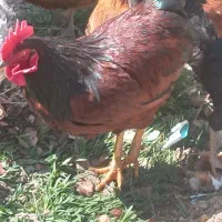 تعدادی خروس برای دشت و کشتار