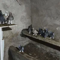 کبوتر ترکیه|پرنده|بستان آباد, |دیوار