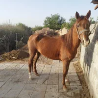 اسب مادیون