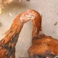 مرغ و خروس لاری و برهما اصل و نسلدار|حیوانات مزرعه|مشهد, شهید بهشتی|دیوار