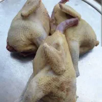 جوجه خروس محلی