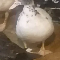 حدود ۳۰ عدد اردک اسرائیلی نروماده نژاد سنگین وزن|حیوانات مزرعه|امیرکلا, |دیوار