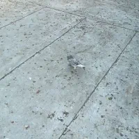 ترکیه ۶ عدد