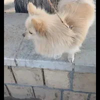 گمشده