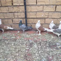 کبوتر پشتار نوک قنار