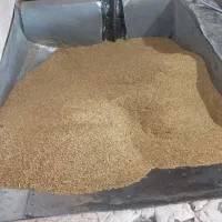 برنج چمپای درجه یک محلی