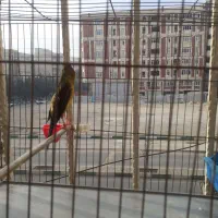 قناری نر رنگ سبز چمنی یکسال تن نرفته