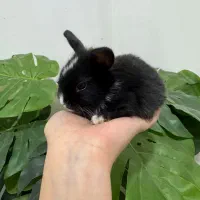 خرگوش نیمه لوپ|موش و خرگوش|خمام, |دیوار