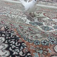 فروش عروس هلندی و یک عدد قناری ابلغ سوپر|پرنده|فسا, |دیوار
