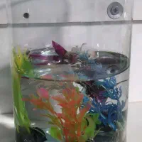 فروش تنگ و غذای ماهی به صورت یکجا