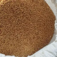 گندم ابی پیشگام . قیمت هرکیلو 24هزار تومان