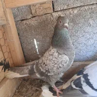 کبوتر. ماده دم سفید .فسا|پرنده|فسا, |دیوار