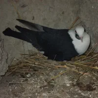 کبوتر پرشی و جفتی