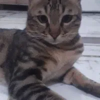 حیوانات گم شده