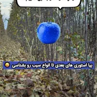 پیش فروش نهال به قیمت پارسال خرید کنید|خدمات باغبانی و درختکاری|میاندوآب, |دیوار