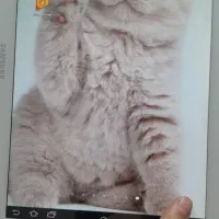 فروش تبلت|تبلت|اهواز, کمپلو جنوبی|دیوار