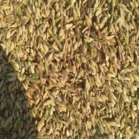 برنج شاهبنپپور/شوشتر،/پخش عمده برنح ایرانی عنبرو|عمدهفروشی|شوشتر, |دیوار