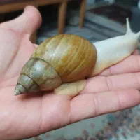 حلزون خانگی