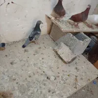 پرنده|پرنده|سراوان, |دیوار