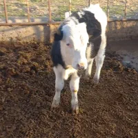 گوساله سمینتال نر