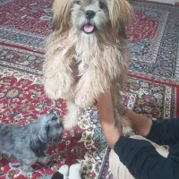 سگ شیتزو سوپرفلت|سگ|اردبیل, |دیوار