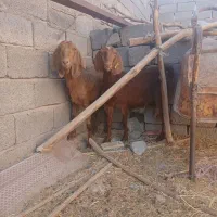 ۲تا بز جوان