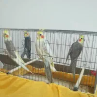 ۸تا عروس هلندی بالغ یکجا واگذار میشود|پرنده|تنکابن, |دیوار