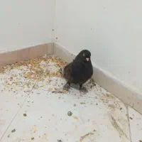 کبوتر|پرنده|اصفهان, لیمجیر|دیوار