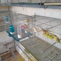 فروش قناری رسمی بلند ورسمی|پرنده|ابهر, |دیوار