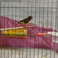 قناری|پرنده|سنقر, |دیوار