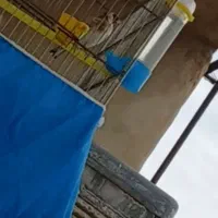 پرنده