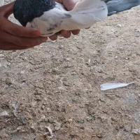 کبوتر|پرنده|کبودرآهنگ, |دیوار