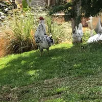 خروس کلین اصل|حیوانات مزرعه|هشتگرد, کوی بهروز|دیوار