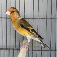 سهره قناری نر مست|پرنده|قزوین, |دیوار