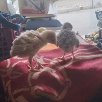 جوجه بوقلمون