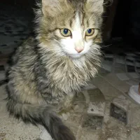 واگذاری گربه DSH