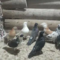 فروش کبوتر|پرنده|سورک, |دیوار