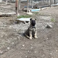 واگذاری توله سگ سرابی