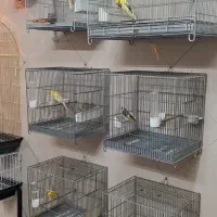 قناری سهره یاسمین گرینچیک قفس