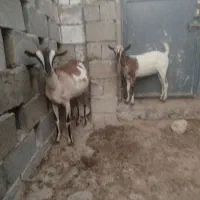 کهره ماده|حیوانات مزرعه|قشم, |دیوار