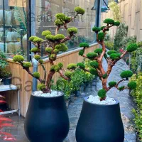 درخت جاودان،دیوارسبزخزه ای،بنسای