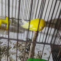 قناری نر رسمی