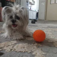 سگ شیتزو اصیل