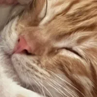 گربه چهار ماهه پسر|گربه|اردبیل, |دیوار