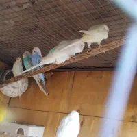 مرغ عشق و فنج