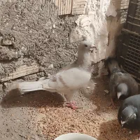 کفتر اغون مسافتی