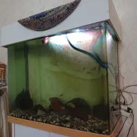 اکواریوم شیشه خم