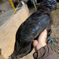 یک جفت مرغ و خروس ایام سمانی