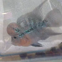 فلاور زد زد|ماهی|مشهد, سعد آباد|دیوار