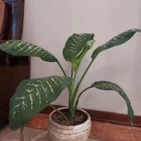 گل وگلدان طبیعی دیفن باخیا و پتوس